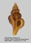 Pseudofusus labronicus