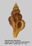 Pseudofusus labronicus
