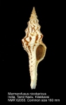 Fasciolariidae