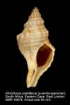 Africofusus ocelliferus