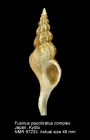 Fusinus pauciliratus complex