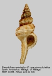 Fusinus pulchellus