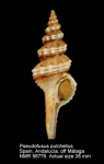 Pseudofusus pulchellus
