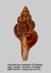 Fusinus rostratus