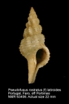 Pseudofusus rostratus