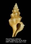 Pseudofusus rusticulus