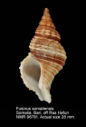 Fusinus somaliensis