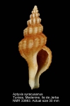 Aptyxis syracusana