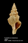 Fusolatirus coreanicus