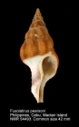 Fusolatirus pearsoni
