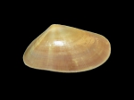 Donax vittatus (da Costa, 1778)