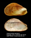 Gibbomodiola adriatica