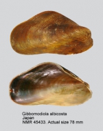 Gibbomodiola albicosta