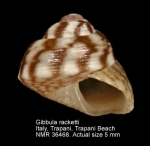 Gibbula racketti