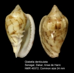 Glabella denticulata