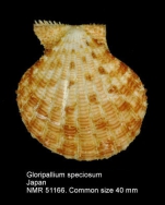 Gloripallium speciosum