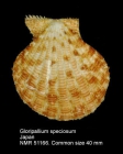 Gloripallium speciosum