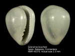 Granulinidae