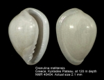 Granulina melitensis
