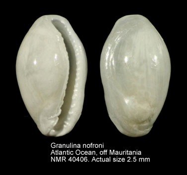 Granulina nofronii