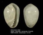 Granulinidae