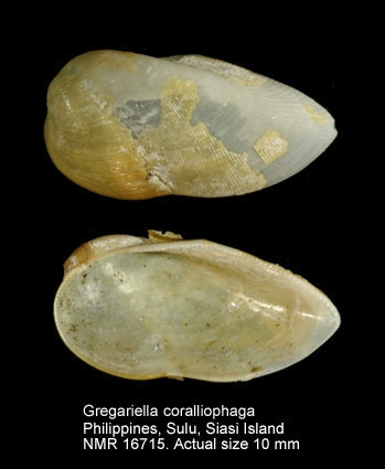 Gregariella coralliophaga