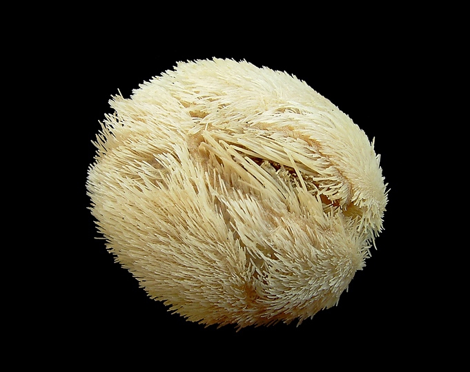 Echinocardium cordatum (Pennant, 1777) Echinocardium cordatum (Pennant, 1777)