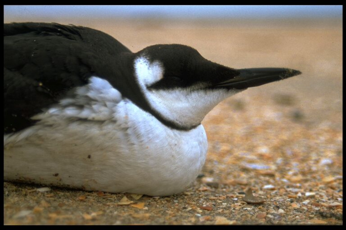 Common Guillemot - Uria aalge (Pontoppidan, 1763)