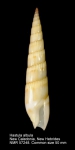 Hastula albula