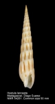 Hastula lanceata