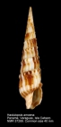 Hastulopsis amoena