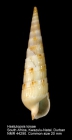Hastulopsis loisae