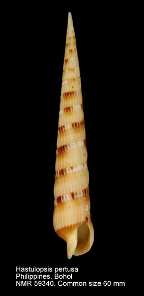 Hastulopsis pertusa