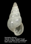Hemiaclis obtusa