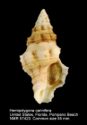 Hemipolygona carinifera