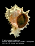 Phyllonotus erythrostomus