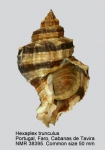 Hexaplex trunculus