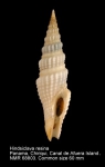 Pseudomelatomidae