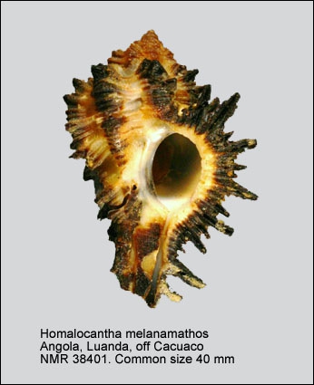 Homalocantha melanamathos