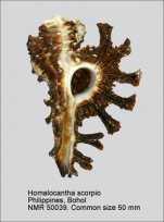 Homalocantha scorpio
