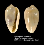 Hydroginella tridentata
