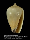 Imbricariopsis conovula