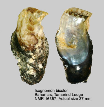 Isognomon bicolor