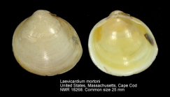 Laevicardium mortoni