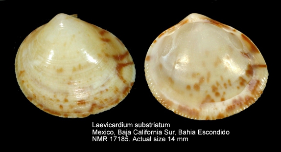 Laevicardium substriatum
