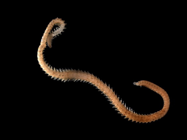Eteone longa (Fabricius, 1780) Eteone longa (Fabricius, 1780)