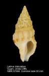 Latirus maculatus