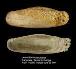 Leiosolenus bisulcatus