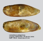 Leiosolenus patagonicus