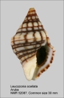 Leucozonia ocellata